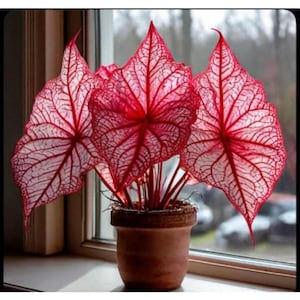 100 Pcs Two-color Anthurium Seeds, Tropical Pink Heart Leaf for Indoor Pot, Shade Garden & Landscape Zone 9-11