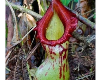 117 semillas de Nepenthes Alata, planta carnívora, fáciles de cultivar, ideales para la decoración del hogar.