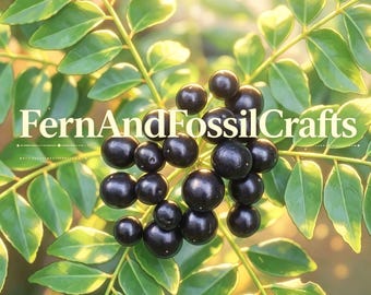 Curry Leaf Seeds – Murraya koenigii Organic Herb Seeds for Indoor & Outdoor Planting