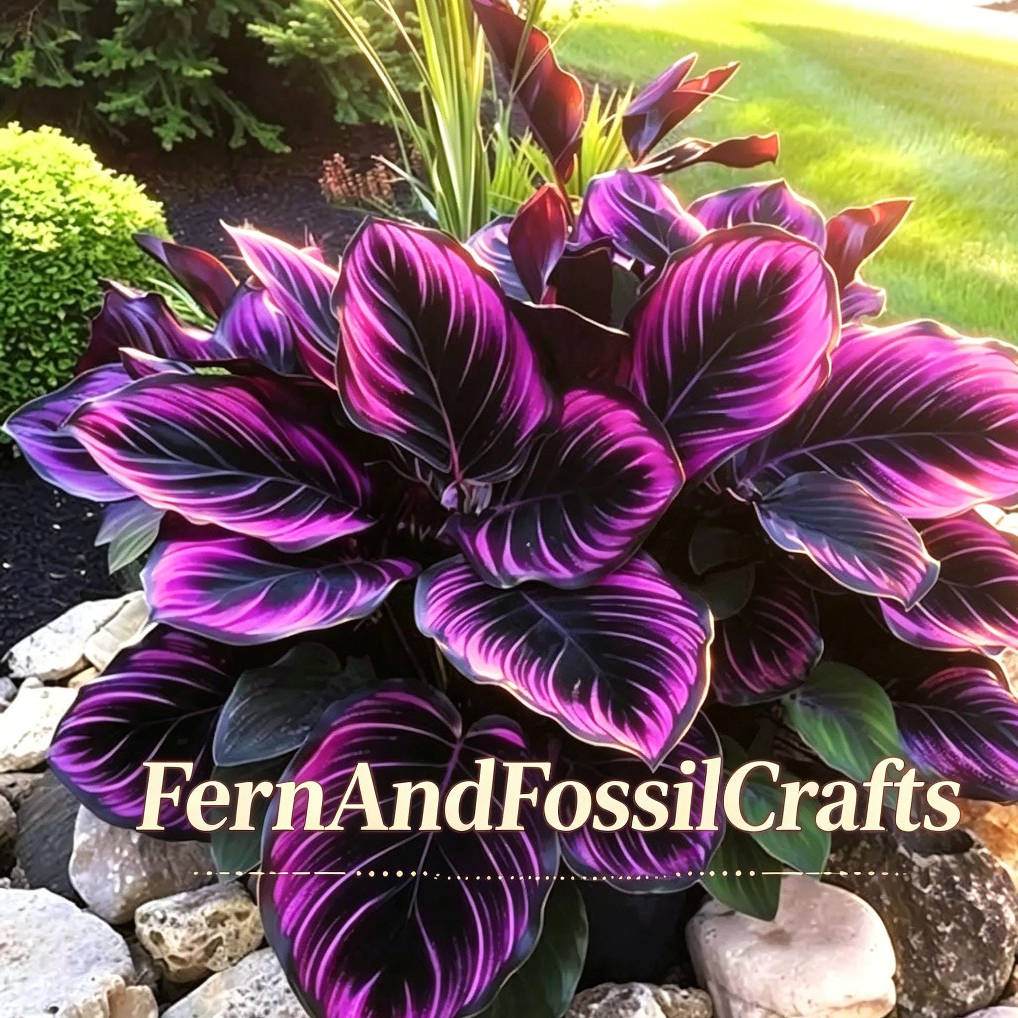 Rare calathea - Etsy.de