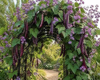Purple Hyacinth Bean Seeds | Red-Leaved Climbing Vine | Ornamental Vertical Garden