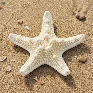 May include: A white starfish with five arms lies on a sandy beach. The starfish has a textured surface with small bumps and is surrounded by sand, small shells, and pebbles. The image is taken in natural light.