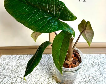 EXACT PLANTS| Alocasia scalprum | 4”, 3”, 2” Pup | Corms | Self Watering Pot