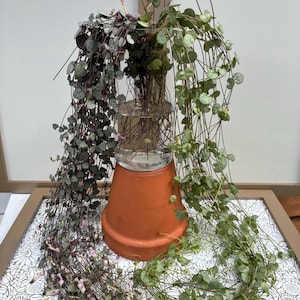 May include: A clear glass vase filled with water and long, trailing stems of Ceropegia woodii, commonly known as string of hearts, resting on an inverted terracotta pot. The plant features variegated heart-shaped leaves in shades of green and silver.
