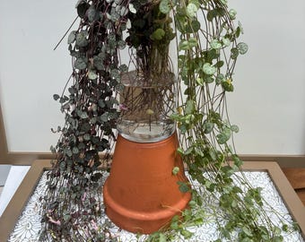 EXACT PLANTS| String of Hearts | Silver Glory | Ceropegia Woodii | 2”, 3”, 5.5” Mature, Propagation Terrariums, 2’ & 3’ Long Strand Bundles