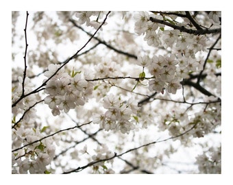 White Blossoms 2, Photo Print