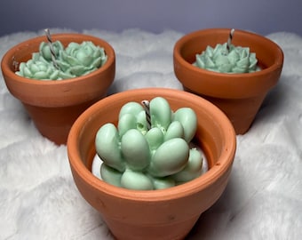 Cactus de cera