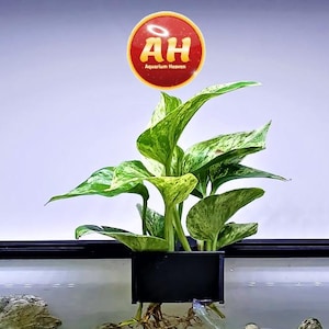 Può includere: Un acquario con una vivace pianta verde e gialla, un contenitore nero e rocce decorative. L'acquario ha una cornice nera e un logo che dice "AH Aquarium Home".