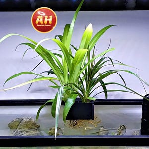 May include: A lush green aquatic plant with long, slender leaves, growing from a black container in a glass aquarium. The aquarium contains rocks and is filled with clear water. The image includes a logo in the top left corner.
