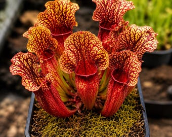 Fleischfressende Kannenpflanze Live, Sarracenia-Pflanze im Topf, seltene Gartenpflanze, exotische Zimmerpflanzensammlung, pflegeleichte Moorpflanze