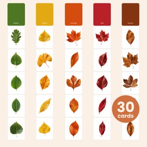 Puede incluir: Un conjunto de 30 tarjetas educativas con diversas hojas de árboles categorizadas por columnas de colores etiquetadas como verde, amarillo, naranja, rojo y marrón. Cada tarjeta muestra un espécimen de hoja sobre fondo blanco en cuadrícula.