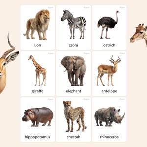 Peut inclure: Cartes éducatives illustrant divers animaux africains : lion, zèbre, autruche, girafe, éléphant, antilope, hippopotame, guépard et rhinocéros. Chaque carte présente une image et le nom de l'animal. Une girafe et une antilope sont sur les côtés.