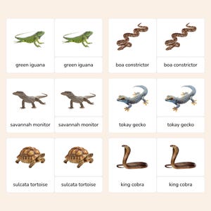 Può includere: Un set di dodici carte educative disposte in una griglia, ognuna con un'illustrazione realistica di un rettile o serpente abbinata al suo nome: iguana verde, boa constrictor, varano della savana, geco tokay, testuggine africana e cobra reale.
