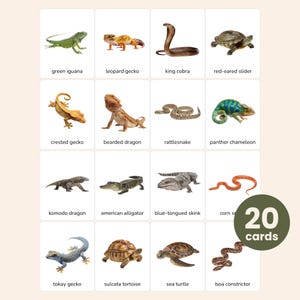 Puede incluir: Un juego de 20 tarjetas educativas con ilustraciones de reptiles y anfibios, incluyendo una iguana verde, gecko leopardo, cobra real, tortuga de orejas rojas, gecko crestado, dragón barbudo, serpiente de cascabel, camaleón pantera, dragón de Komodo, caimán americano, eslizón de lengua azul, serpiente del maíz, gecko tokay, tortuga de espolones, tortuga marina y boa constrictora.