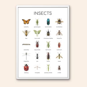 May include: A white framed educational poster titled INSECTS featuring twenty detailed illustrations of various bugs including a butterfly, grasshopper, jewel beetle, bumblebee, bee, luna moth, rhinoceros beetle, house fly, caterpillar, stag beetle, leaf insect, cockroach, dragonfly, ant, firefly, wasp, ladybug, mosquito, praying mantis, and cricket.