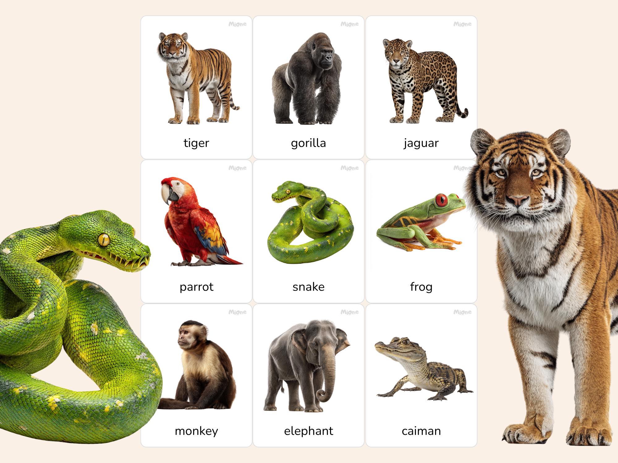 Jungle Animals Flashcards Printable, Montessori Learning Cards ...