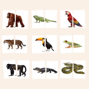 May include: A set of nine rectangular cards featuring split images of animals including an orangutan, green iguana, macaw, leopard, toucan, red-eyed tree frog, monkey, alligator, and a snake, all displayed against a plain white background.
