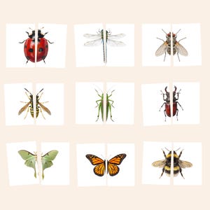 May include: A collection of nine rectangular cards featuring split illustrations of insects including a red ladybug, a blue dragonfly, a housefly, a yellow and black wasp, a green grasshopper, a brown stag beetle, a pale green moth, a monarch butterfly, and a bumblebee.