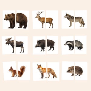 Op de afbeelding: Een set van negen rechthoekige kaarten met gesplitste afbeeldingen van bosdieren, waaronder een bruine beer, een edelhert, een grijze wolf, een eland, een wild zwijn, een das, een eekhoorn, een vos en een egel, elk in zijaanzicht.