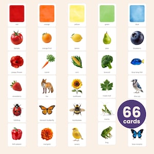 Op de afbeelding: Een set van 66 educatieve flashcards gerangschikt in vijf kolommen, elk met een kleurblok, een bijbehorend object, dier of plant, en de naam in tekst. De kaarten tonen diverse items zoals een tomaat, vos, zonnebloem, broccoli en een blauwe gaai.