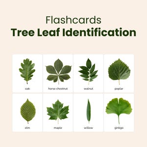 Puede incluir: Un conjunto de tarjetas educativas titulado Flashcards Tree Leaf Identification. Las tarjetas muestran ocho hojas verdes distintas etiquetadas como oak, horse chestnut, walnut, poplar, elm, maple, willow y ginkgo, sobre un fondo blanco.