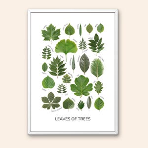 May include: A white framed wall art print titled LEAVES OF TREES featuring a collection of various green tree leaves arranged in a grid. Each leaf is labelled with its common name in small black text, including maple, ginkgo, walnut, and oak.