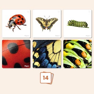 Insecten-matchingkaarten | Printbare insecten | Montessori-activiteit voor kleuters | Realistische insecten | 14 kaarten + 14 skins | Direct downloaden