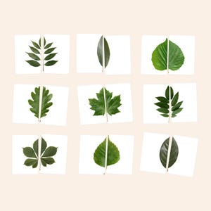 Puede incluir: Un conjunto de nueve tarjetas rectangulares, cada una con una imagen dividida de una hoja verde diferente. La colección incluye varias formas botánicas como hojas pinnadas, lobuladas y serradas, sobre un fondo blanco.