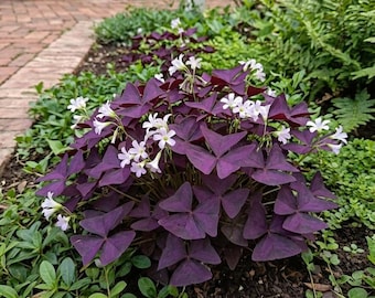 Oxalis Triangularis Bulb Mix 30 Pcs | Unique Purple Foliage for Indoor Display & Outdoor Landscaping
