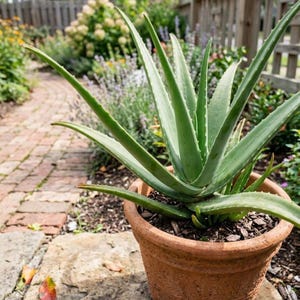 Hardy Aloe - Etsy