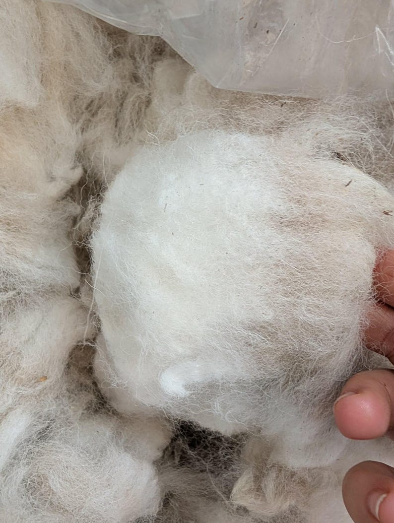 Wool Unprocessed Raw Alpaca Fiber White – 100g – Graded & Skirted – Huacaya – Natural ...