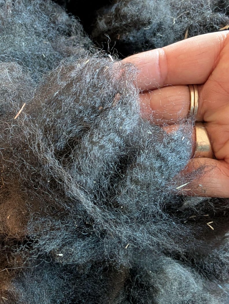 May include: Close-up of dark gray wool fibers, tightly packed and textured. The fibers have a soft, fluffy appearance, with some lighter strands and small bits of debris visible throughout. The wool appears to be unprocessed or minimally processed.