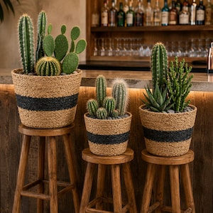 Peut inclure: Trois paniers en jonc de mer tressé avec une bande noire centrale, contenant chacun une variété de cactus et de plantes succulentes vertes. Les paniers sont posés sur trois tabourets en bois de hauteurs différentes, présentant des plantes.