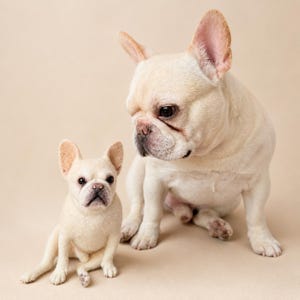 Könnte beinhalten: Das Bild zeigt zwei cremefarbene Französische Bulldoggen. Eine ist größer und steht, während die andere kleiner ist und sitzt. Beide Hunde haben ähnliche Merkmale, darunter kurze Schnauzen, große Ohren und dunkle Augen. Der Hintergrund ist einfarbig und neutral.