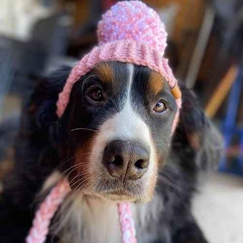 Crochet Dog Hat Pattern Prickly Paw Hat Large Etsy