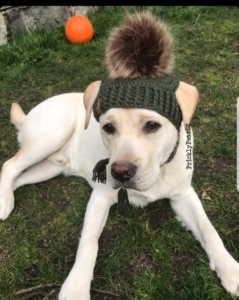 Puede incluir: Un Labrador Retriever de color claro con un gorro de punto verde con un gran pomp&oacute;n marr&oacute;n. El perro est&aacute; tumbado sobre hierba verde con una pelota naranja en el fondo. El gorro tiene agujeros para las orejas y una borla.