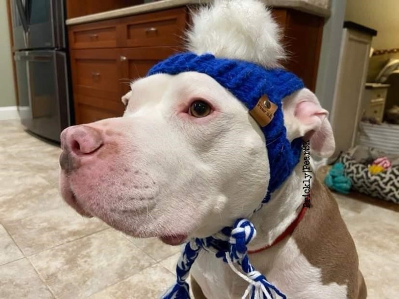 Puede incluir: Un perro blanco y marr&oacute;n con un gorro azul tejido con un pomp&oacute;n blanco y lazos trenzados. El gorro tiene una peque&ntilde;a etiqueta de cuero que dice "Fear Us".