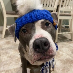 Puede incluir: Un perro con un gorro azul tejido con un pomp&oacute;n blanco y una bufanda a juego azul y blanca. El perro tiene un pelaje gris y blanco y mira directamente a la c&aacute;mara.