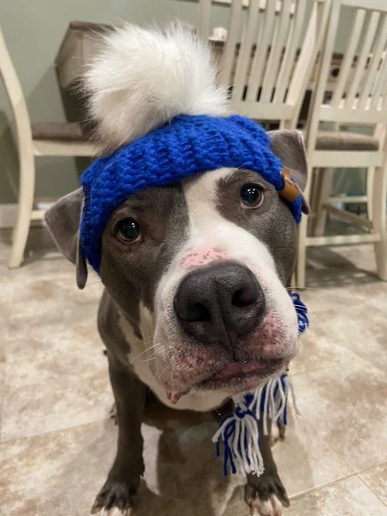 Puede incluir: Un perro con un gorro azul tejido con un pomp&oacute;n blanco y una bufanda a juego azul y blanca. El perro tiene un pelaje gris y blanco y mira directamente a la c&aacute;mara.