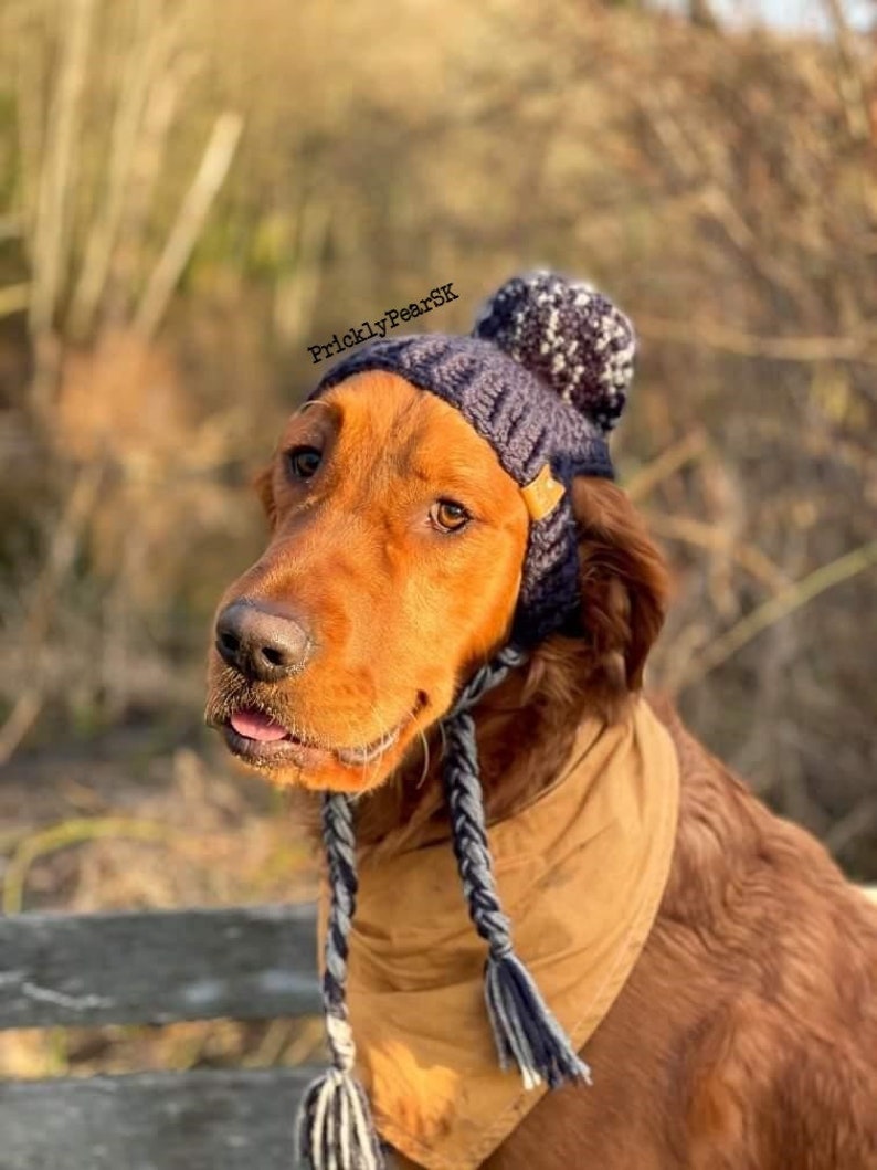 Puede incluir: Un golden retriever con un gorro de punto azul marino con un pomp&oacute;n blanco y gris y un pa&ntilde;uelo beige. El gorro tiene orejeras con lazos trenzados. El texto "PricklyPearSK" es visible en la imagen.