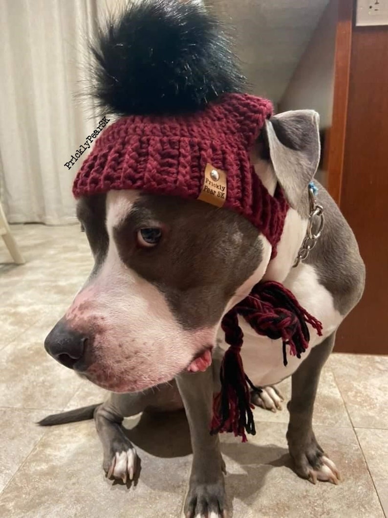 Puede incluir: Un gorro de ganchillo granate con un pomp&oacute;n negro y una bufanda a juego lo lleva un perro gris y blanco. El gorro tiene una peque&ntilde;a etiqueta que dice "Prickly Pear SK". El perro lleva un collar de cadena plateada.