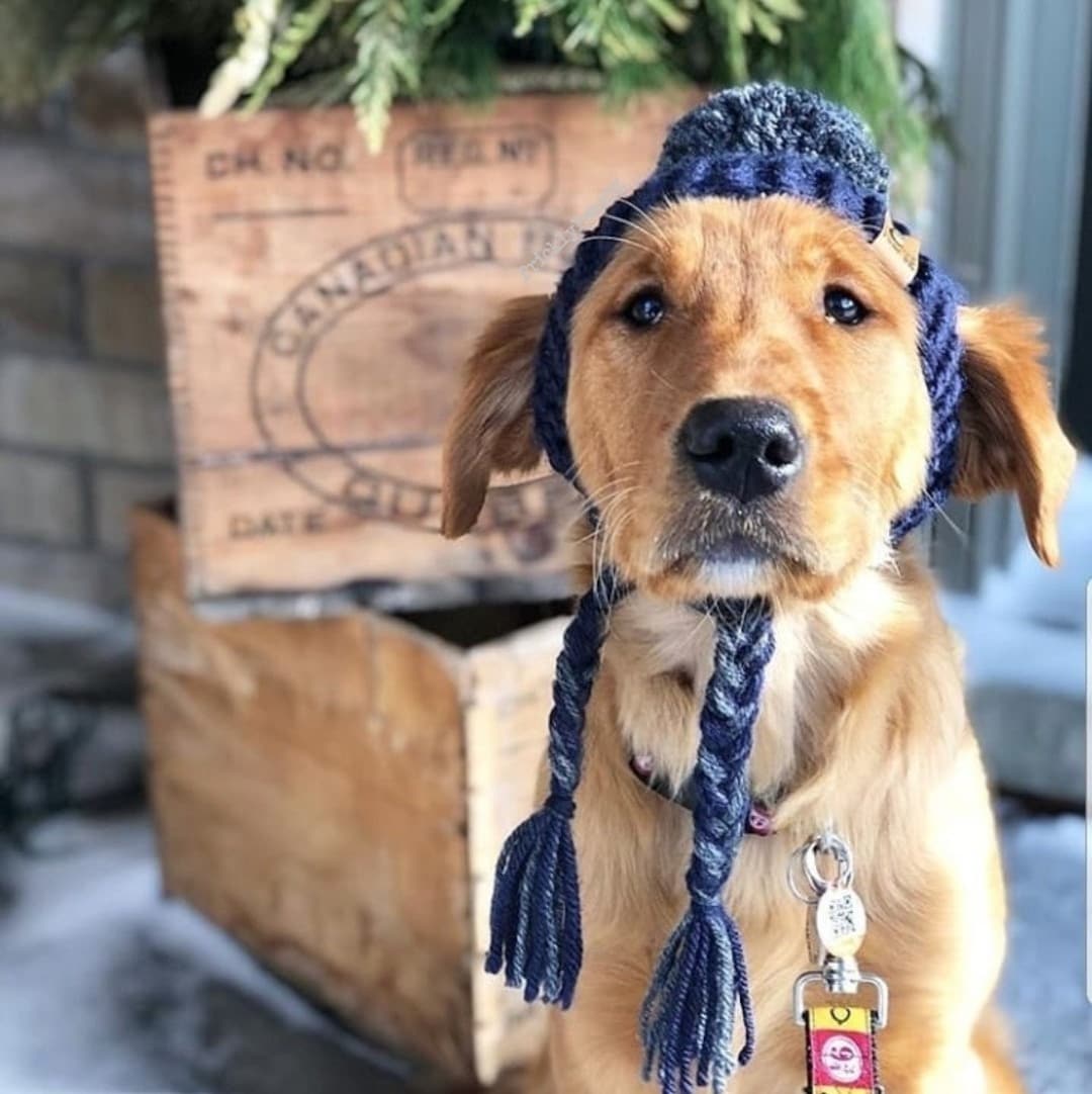 Medium Crochet Dog Hat PATTERN Prickly Paw Hat Etsy