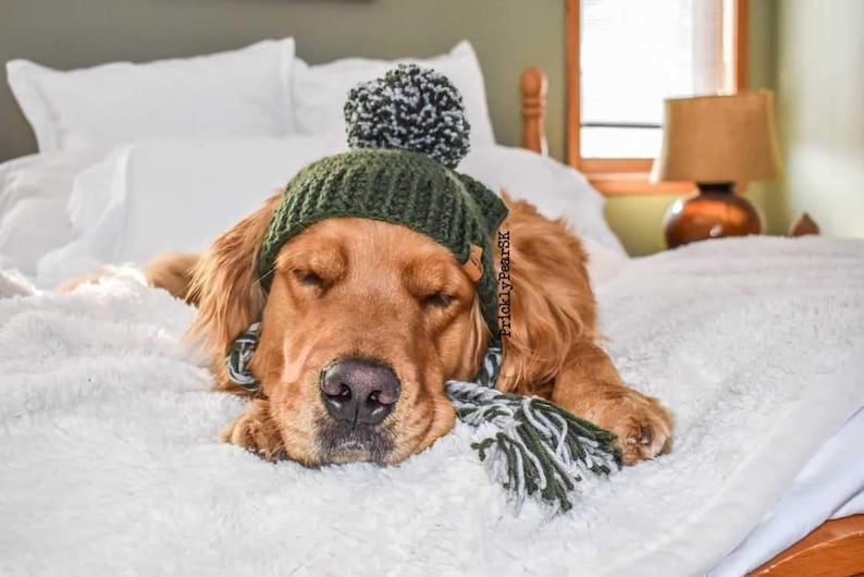 Puede incluir: Un golden retriever relajado con un gorro de punto verde con pomp&oacute;n y una bufanda a juego, tumbado sobre una manta blanca y esponjosa. El perro parece estar durmiendo, con los ojos cerrados. La escena est&aacute; ambientada en una cama.