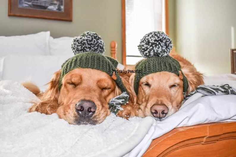 Puede incluir: Dos golden retrievers con gorros de punto verdes con pompones blancos y negros, acostados en una cama blanca. Los perros est&aacute;n acostados sobre una manta blanca, con los ojos cerrados.