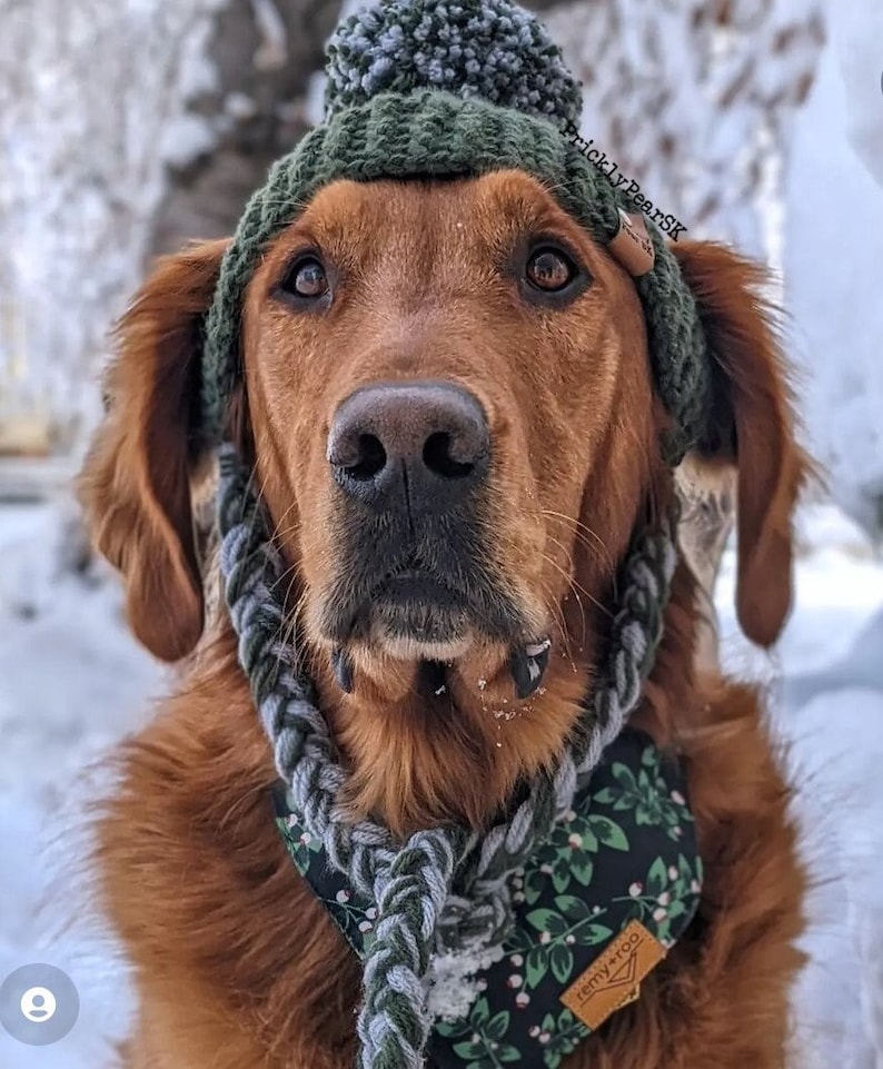 Puede incluir: Un golden retriever con un gorro de punto verde con pomp&oacute;n, una bufanda a juego y un pa&ntilde;uelo con estampado floral. El perro mira directamente a la c&aacute;mara en un entorno nevado al aire libre. El pa&ntilde;uelo tiene el texto "remy+roo".