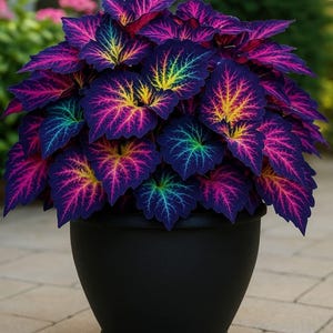 Mixed Coleus Seeds – 150+ Rainbow Painted Nettle – Colorful Foliage