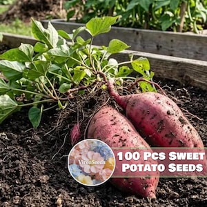 Organic Sweet Potato Seeds 100 Pcs | Sweet Starchy Root for Summer Garden & Long Term Storage