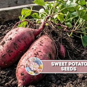 Organic Sweet Potato Seeds 100 Pcs | Sweet Starchy Root for Summer Garden & Long Term Storage