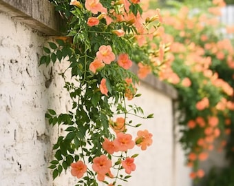Hummingbird Trumpet Creeper Seeds 100 Pcs | Orange Flower Vine