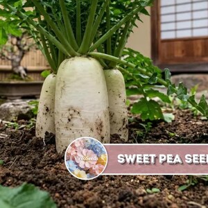 500 Radish Seeds for Planting | Heirloom Root Vegetable Seeds for Home Garden & Vegetable Patch
